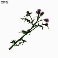 Thistle