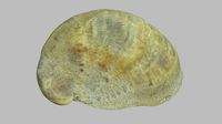 Single seashell photoscan 17