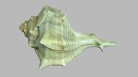 Single seashell photoscan 16