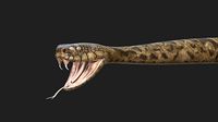 Rattlesnake