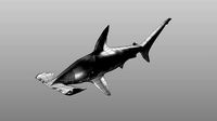 hammerhead shark low poly