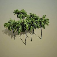 Cocos nucifera