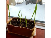 Windowsill planter - Shallow - Rectangular