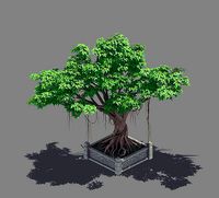 Plant - banyan tree 15