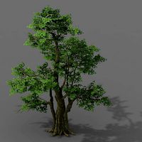 Plant - banyan tree 06