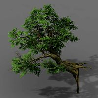 Plant - banyan tree 05