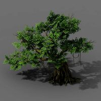 Plant - banyan tree 02