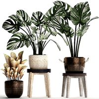 Collection Exotic plants Monstera 450