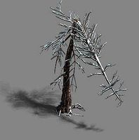 Ice and Snow - Cedar 03