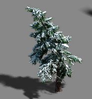 Ice and Snow - Cedar 02