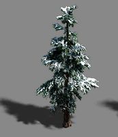 Ice and Snow - Cedar 01