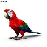 Red-and-Green Macaw HD