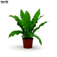 Asplenium