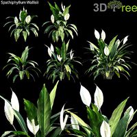 Spathiphyllum Wallisii 01