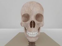 skull