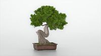 Pine Bonsai Tree