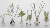 Collection of Glass Vases with Plants and Quail Eggs