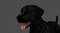MLAB-016 Animated Dog