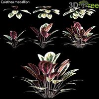 Calathea medallion 01
