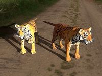 tiger animals in wild field