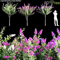 Lagerstroemia - Crepe Myrtles
