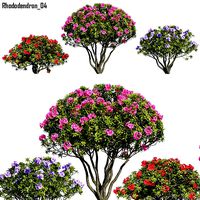 Rhododendron 04