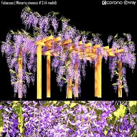 Fabaceae - Wisteria sinensis 2