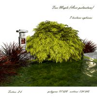 Tree Maple Acer palmatum