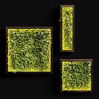 Vertical garden Moss modules 4