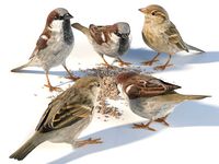 House Sparrow - feeding