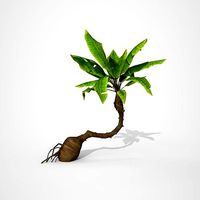 Palm tree Cartoon Stylized Hand painted