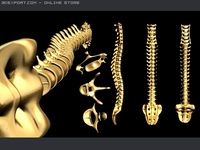 Spine0 3D Model