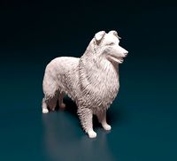 Collie | 3D