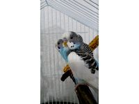 Birds swing