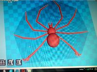 Ashley's cinnamon spider