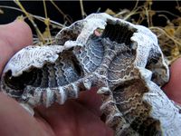 Carapace (re-upload)