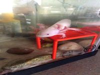 aquarium second level