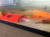 Fish Aquarium Hiding Tunnel