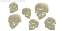 Skull 3D Model