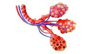 Realistic Human Bronchi Alveoli Anatomy