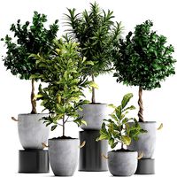 Collection of Exotic Plants trees 437