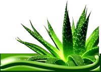 Ayurbedic Plant Ghritkumari Aloe Vera