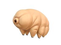 Tardigrade