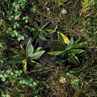 Narrow Leaf Plantain Pack