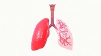 Respiratory System