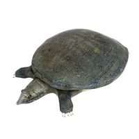 Turtle   Trionyx Sinensis