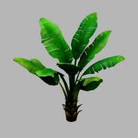 Plant - Plantain Tree 067