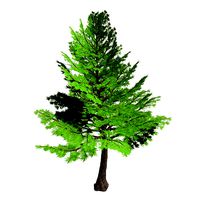 Forest - Cedars 21