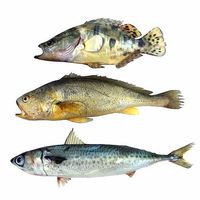 Fish Collection 1