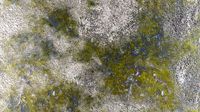 PBR Overgrown Concrete 2